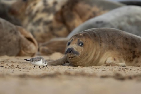 Grey seal (Halichoerus grypus) adult animal resting on a beach birdwatching as a Sanderling wading