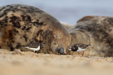 Grey seal (Halichoerus grypus) adult animal sleeping on a beach as two Turnstone wading birds feed,
