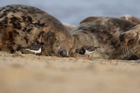 Grey seal (Halichoerus grypus) adult animal sleeping on a beach as two Turnstone wading birds feed,