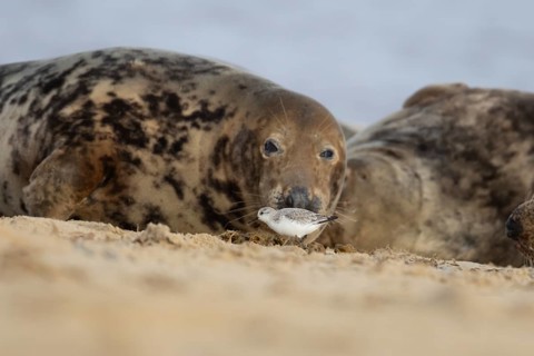 Grey seal (Halichoerus grypus) adult animal resting on a beach birdwatching as a Sanderling wading