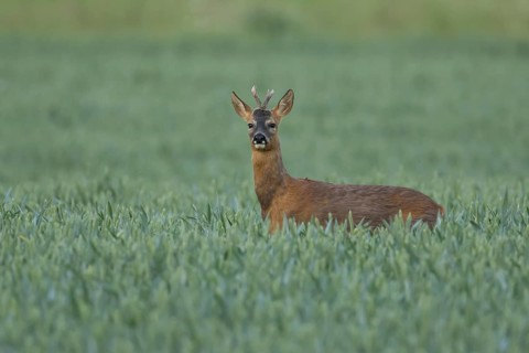 Roe deer (Capreolus capreolus) adult male buck animal feeding in a farmland wheat field in summer,