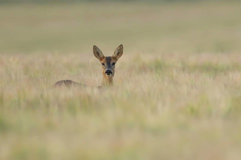 Roe deer (Capreolus capreolus) adult female doe animal in a farmland barley field in summer,
