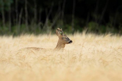 Roe deer (Capreolus capreolus) adult male buck animal in a farmland barley field in summer,