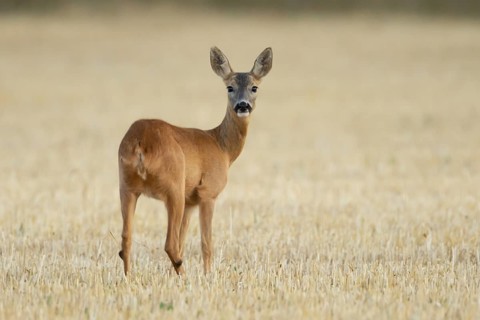 Roe deer (Capreolus capreolus) adult female doe animal in a farmland stubble field in summer,