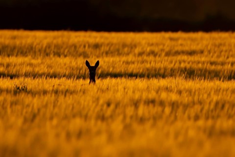 Roe deer (Capreolus capreolus) silhouette of an adult female doe animal in a farmland barley field