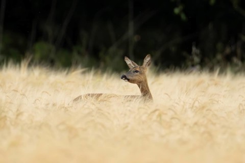 Roe deer (Capreolus capreolus) adult female doe animal in a farmland barley field in summer,