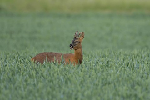 Roe deer (Capreolus capreolus) adult male buck animal feeding in a farmland wheat field in summer,