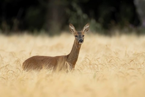 Roe deer (Capreolus capreolus) adult female doe animal in a farmland barley field in summer,