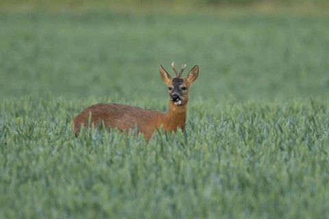 Roe deer (Capreolus capreolus) adult male buck animal feeding in a farmland wheat field in summer,