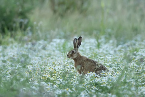 European brown hare (Lepus europaeus) adult animal in a farmland field with Mayflower flowers in