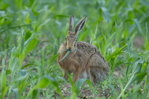 European brown hare (Lepus europaeus) adult animal feeding in a farmland maize field in summer,