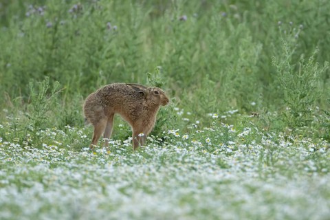 European brown hare (Lepus europaeus) adult animal stretching in a farmland field with Mayflower