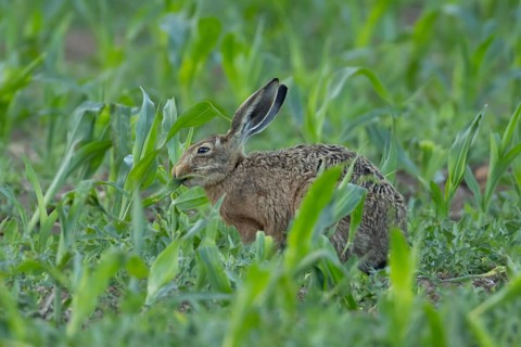 European brown hare (Lepus europaeus) adult animal feeding in a farmland maize field in summer,