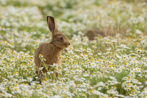 European brown hare (Lepus europaeus) juvenile baby leveret animal in a farmland field with