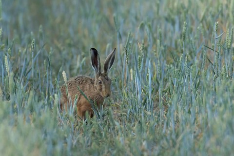 European brown hare (Lepus europaeus) adult animal feeding in a farmland wheat field in summer,