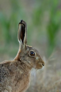 European brown hare (Lepus europaeus) head portrait adult animal in a farmland stubble field in