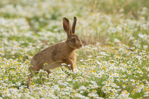 European brown hare (Lepus europaeus) juvenile baby leveret animal running in a farmland field with