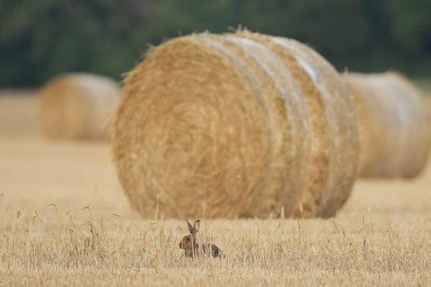 European brown hare (Lepus europaeus) adult animal in a farmland stubble field in summer with straw