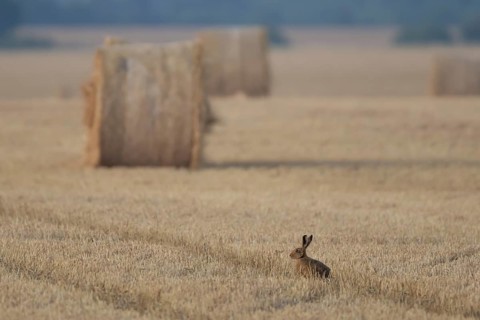 European brown hare (Lepus europaeus) adult animal in a farmland stubble field in summer with straw
