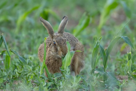 European brown hare (Lepus europaeus) adult animal feeding in a farmland maize field in summer,