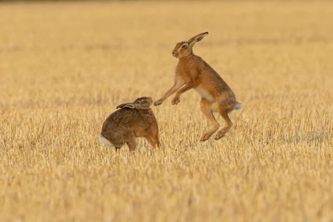 European brown hare (Lepus europaeus) two hares adult animals boxing in a farmland stubble field in