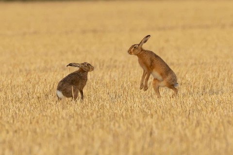 European brown hare (Lepus europaeus) two hares adult animals boxing in a farmland stubble field in