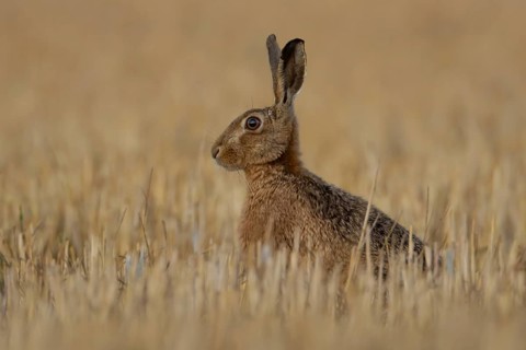 European brown hare (Lepus europaeus) adult animal in a farmland stubble field in summer, England,