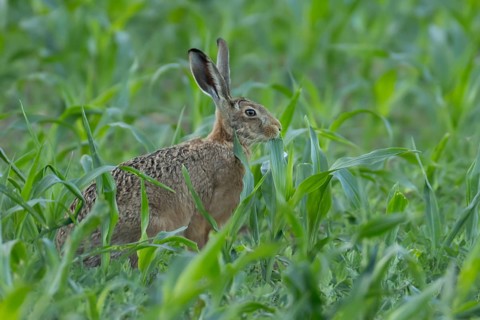 European brown hare (Lepus europaeus) adult animal feeding in a farmland maize field in summer,