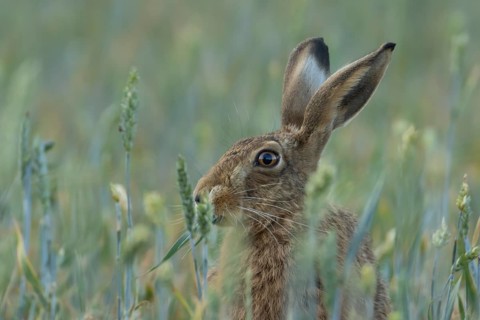 European brown hare (Lepus europaeus) adult animal feeding in a farmland wheat field in summer,