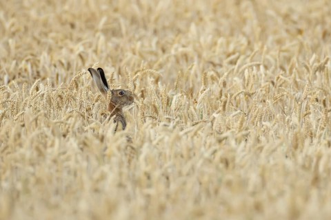 European brown hare (Lepus europaeus) adult animal feeding in a farmland wheat field in summer,