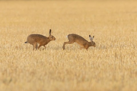 European brown hare (Lepus europaeus) two hares adult animals running in a farmland stubble field