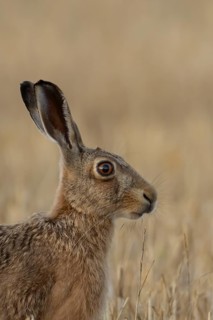 European brown hare (Lepus europaeus) adult animal in a farmland stubble field in summer, England,