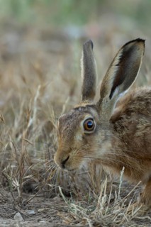 European brown hare (Lepus europaeus) adult animal in a farmland stubble field in summer, England,