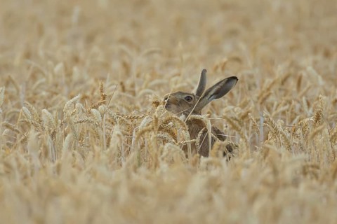 European brown hare (Lepus europaeus) adult animal feeding in a farmland wheat field in summer,