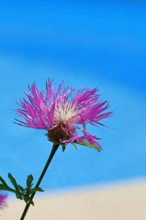 Meadow knapweed or common knapweed (Centaurea jacea), flower, Wilnsdorf, North Rhine-Westphalia,