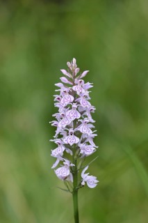 Moorland spotted orchid (Dactylorhiza maculata), inflorescence, close-up, Wilnsdorf, North