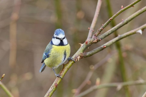 Blue tit (Parus caeruleus), sitting in the bushes of a dog rose (Rosa canina), Wilnsdorf, North