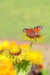 Peacock butterfly (Aglais io), on a yellow flower of a Great Telekie (Telekia speciosa), Wilnsdorf,