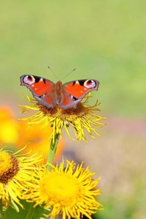 Peacock butterfly (Aglais io), on a yellow flower of a Great Telekie (Telekia speciosa), Wilnsdorf,