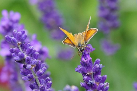 Large skipper (Ochlodes venatus), collecting nectar from a flower of Common lavender (Lavandula
