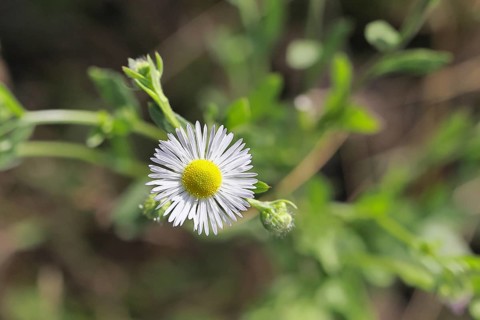 Annual ragweed (Erigeron annuus), by the wayside in a field, Wilnsdorf, North Rhine-Westphalia,