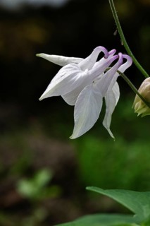 Columbine (Aquilegia vulgaris), white flower at the edge of a forest, Wilnsdorf, North
