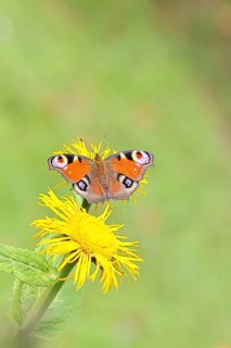 Peacock butterfly (Aglais io), on a yellow flower of a Great Telekie (Telekia speciosa), Wilnsdorf,