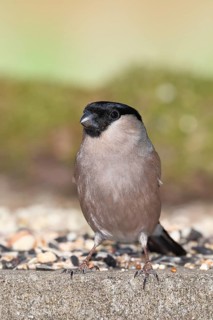 Bullfinch (Pyrrhula pyrrhula), female, sitting at a winter feeder in the garden, Wilnsdorf, North