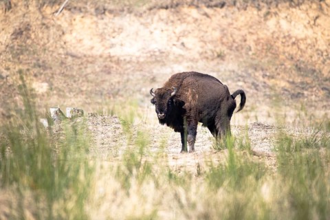 European bison (Bos bonasus), bison grazing in open country, Döberitzer Heide nature reserve,