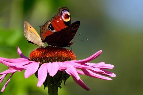 Peacock butterfly on a coneflower, July, Germany