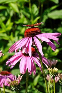 Peacock butterfly on a coneflower, July, Germany