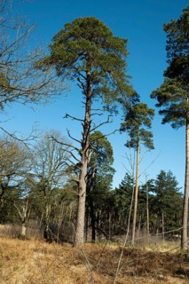 Scots pine (Pinus sylvestris), tree at the edge of a forest, North Rhine-Westphalia, Germany