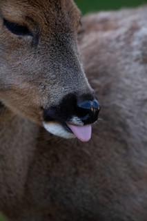 Roe deer (Capreolus capreolus), close-up deer sticking out tongue, North Rhine-Westphalia, Germany