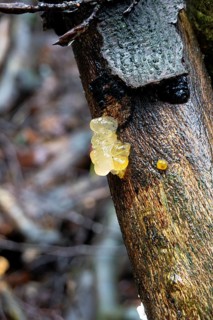Kerndrüsling, Körnchen-Drüsling, Kristallgehirn (Myxarium nucleatum), fruiting body on dead wood,